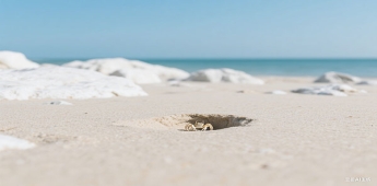 青岛市人才可以落户口吗